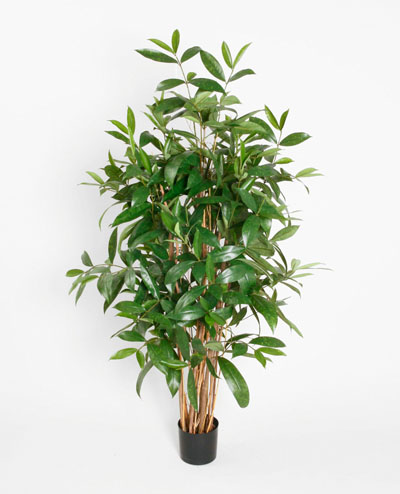 1193-120 Dracena Surculosa 120cm, 1193-150 Dracena Surculosa 150cm, 1193-180 Dracena Surculosa, 1193-210 Dracena Surculosa 210cm